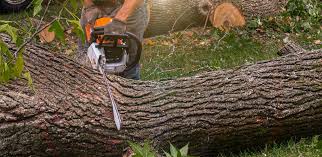 How Our Tree Care Process Works  in  Rock Hill, NY