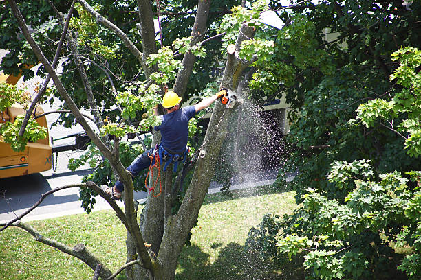 Best Tree Cabling and Bracing  in Rock Hill, NY